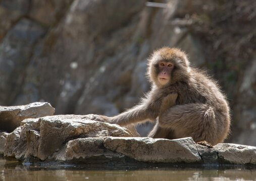 Japanese macaque (Macaca fuscata) sits by the water, Yamanouchi, Nagano Prefecture, Honshu Island, Japan