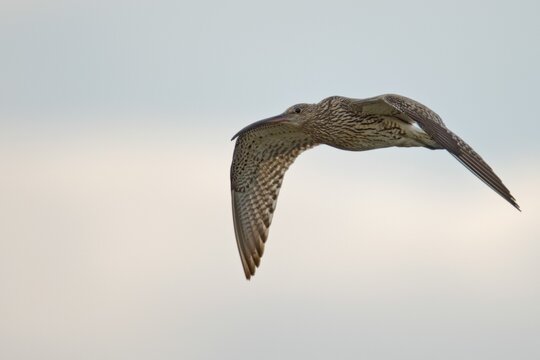 Curlew (Numenius arquatus), Emsland, Lower Saxony, Germany