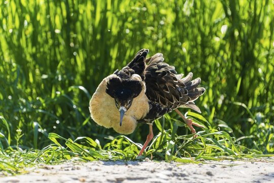 A bird with distinctive plumage moves through a green environment, Ruff (Calidris pugnax, Syn.: Philomachus pugnax), France