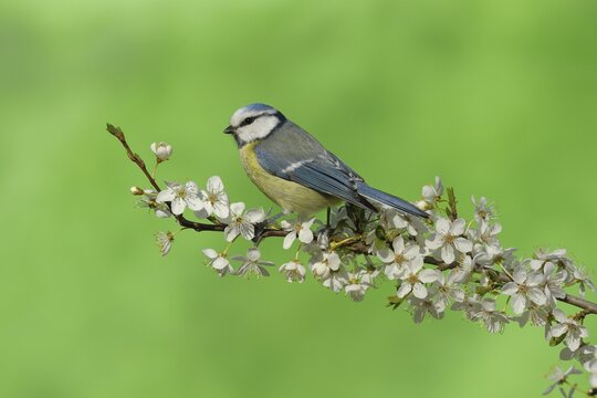 Blue tit (Parus caeruleus) sitting on a flowering branch of a Cherry plum (Prunus cerasifera), North Rhine-Westphalia, Germany