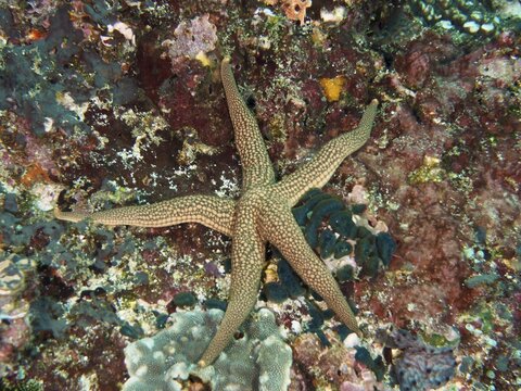 Five-armed starfish, New Caledonia starfish, yellow net starfish (Nardoa novaecaledoniae), on a patterned, coralline substrate, dive site SD, Nusa Ceningan, Nusa Penida, Bali, Indonesia