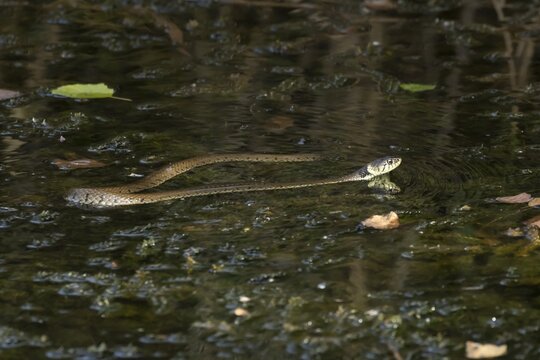 Grass snake (Natrix natrix) adult snake swimming in water of a pond, England, United Kingdom
