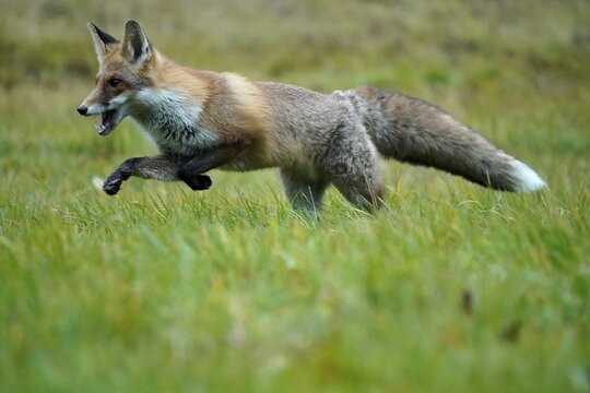 Red fox (Vulpes vulpes) running in a meadow, Czech Republic