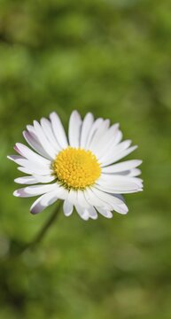 Common Daisy (Bellis perennis), flower