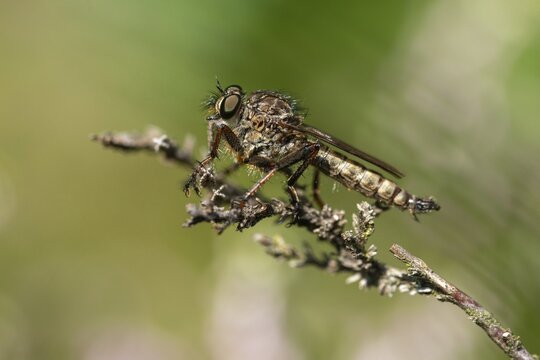 Common robberfly, common predatory fly, kite-tailed robberfly, blackhaired predatory fly, Tolmerus atricapillus, insects, insects