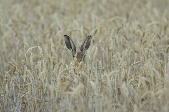 European brown hare (Lepus europaeus) adult animal in a farmland wheat field in summer, England, United Kingdom