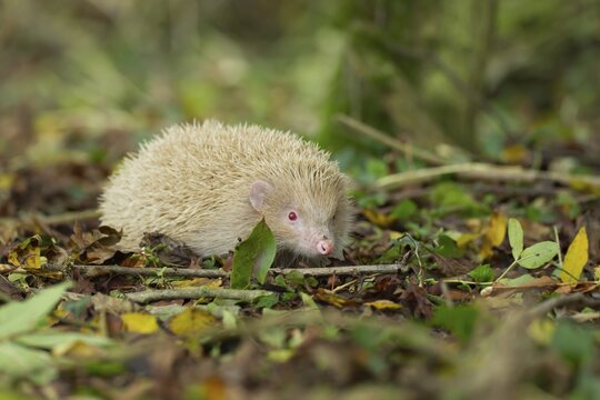 European Hedgehog (Erinaceus europaeus) albino, adult walking in a woodland, Suffolk, England, United Kingdom