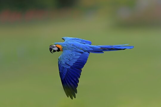 Blue and yellow macaw (Ara ararauna), adult, flying, calling, parrot, Brazil