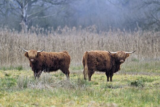 Two Highland cattle (Bos taurus), adult standing in a meadow, Reussspitz nature reserve, Maschwanden, Canton of Zurich, Switzerland
