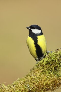 Great tit (Parus major) sitting on dead wood overgrown with moss, frontal view, North Rhine-Westphalia, Germany