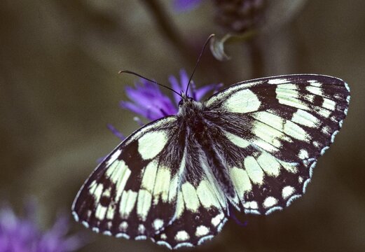 Board game, women's board, marbled white, melanargia galathea, checkerboard, butterfly, insects, butterfly, butterflies, butterflies, butterflies