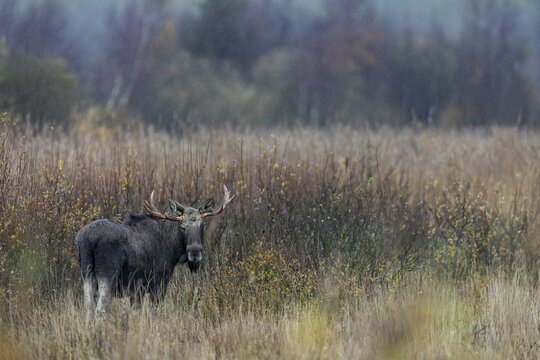 Rarely can you see moose (Alces alces) standing so freely in large reed beds, rain, rutting season, moose rutting, October, Denmark