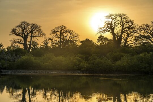 River landscape in the evening light, Gambia River near Bintang, Gambia, West Africa