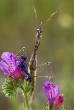 Empusa pennata, crested mantis, extremadura, mantis, high size, portrait format, insects, Spain