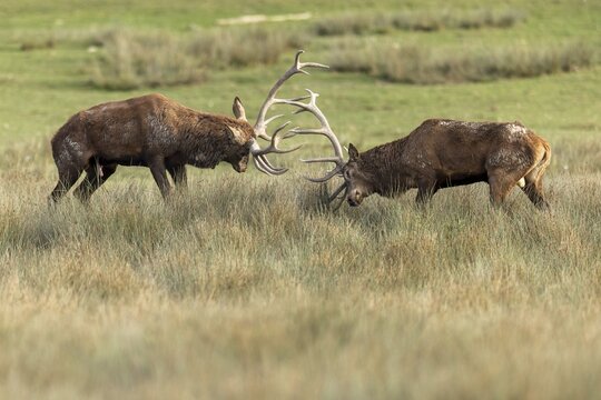 Red deer (Cervus elaphus), stag fighting during the rutting season
