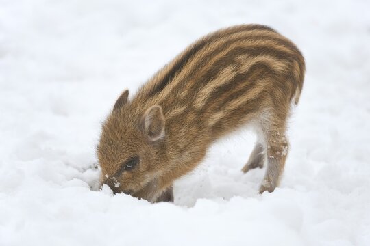 Wild Boar (Sus scrofa), piglet digging in the snow, captive, Saxony, Germany