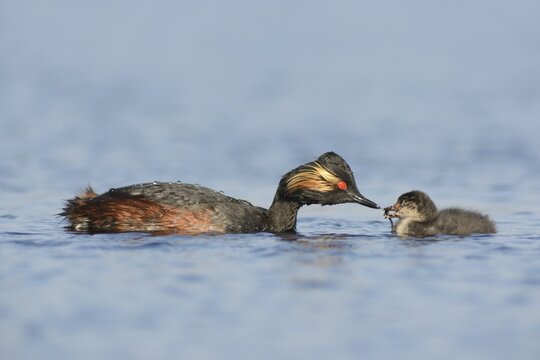 Black-necked grebe (Podiceps nigricollis) with young, province of Drenthe, Netherlands