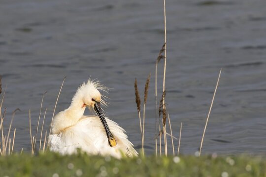 Eurasian Spoonbill (Platalea leucorodia), preening, Texel, Netherlands