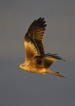 Red kite (Milvus milvus), in flight, spotlight, in front of dark stormy sky, Extremadura, Spain