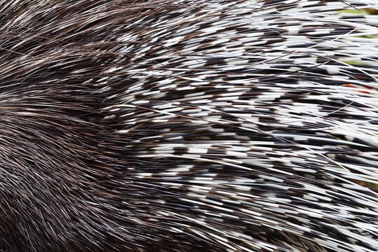 Indian crested porcupine or Indian porcupine (Hystrix indica), fur and spines, captive, occurring in Asia