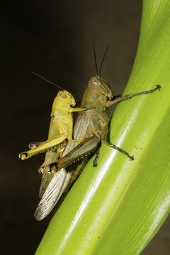 Long-horned grasshoppers (Ensifera) at mating, island Selayar, South Sulawesi, Sulawesi, Indonesia