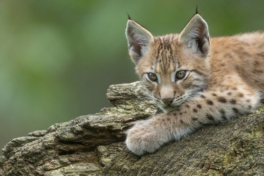 Young lynx (Lynx lynx), Haltern, North Rhine-Westphalia, Germany