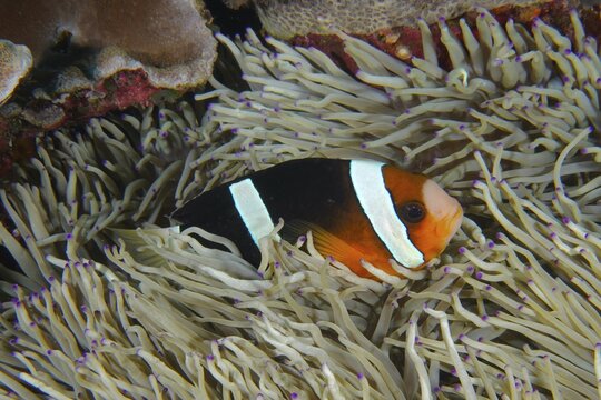 A clownfish, Clark's anemonefish (Amphiprion clarkii), sheltered inside a sea anemone, Dive Site SD, Nusa Ceningan, Nusa Penida, Bali, Indonesia