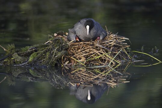 Eurasian Coot (Fulica atra) with chicks on the nest, North Rhine-Westphalia, Germany