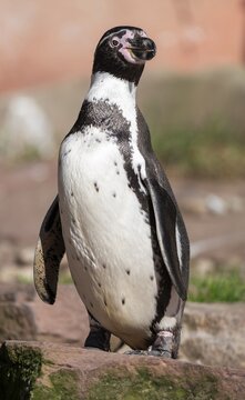 Humboldt penguin (Spheniscus humboldti) standing on a rock, occurrence in South America, captive, Germany