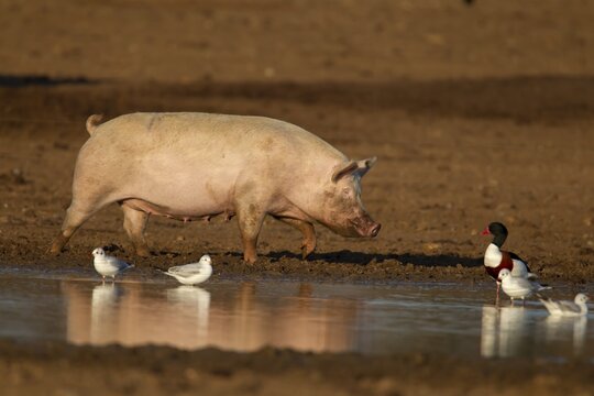Domestic pig (Sus scrofa domesticus) adult farm animal in a muddy field watching birds in winter, England, United Kingdom