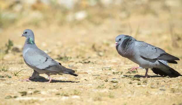 Columba oenas, hollow dove, stock pigeon, courtship, courtship, birds, columbidae, courtship display, doves, pigeons, birds