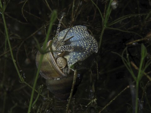 Close-up of a river snail, the Viviparus viviparus, amongst aquatic plants, at the Wildsau dive site, Berlingen, Lake Constance, Switzerland, Germany