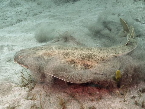 Monkfish (Squatina squatina) on the run. Dive site El Cabron Marine Reserve, Arinaga, Gran Canaria, Spain, Atlantic Ocean