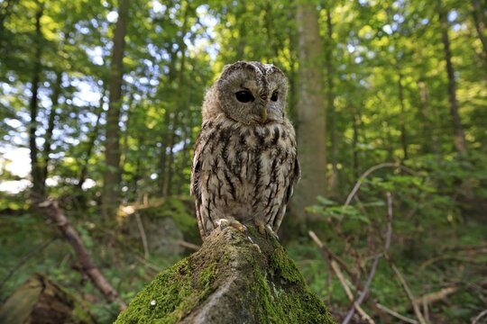 Tawny owl or brown owl (Strix aluco), adult on lookout in woods, Kasselburg, Eifel, Germany
