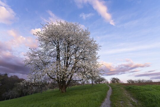 A white blossoming fruit tree in a meadow in spring, in the background more trees and forest. Blue sky, after sunset, some coloured clouds in the sky. Small Odenwald, Rhine-Neckar district, Baden-W&uuml;rttemberg, Germany