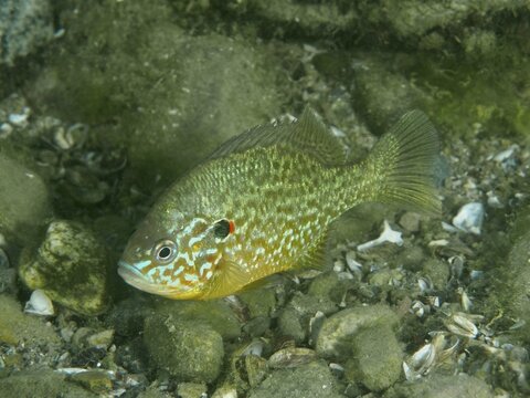 A pumpkinseed sunfish (Lepomis gibbosus) moves slowly across the gravel bed at the Baumg&auml;rtli diving spot, Lake Zug, Lake Immen, Canton of Schwyz, Switzerland