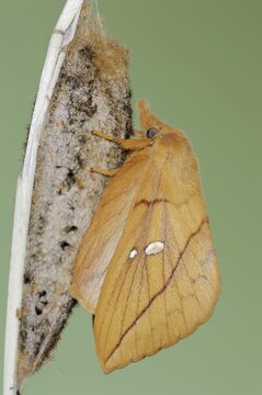 Drinker moth (Euthrix potatoria), freshly hatched butterfly on the cocoon, North Rhine-Westphalia, Germany