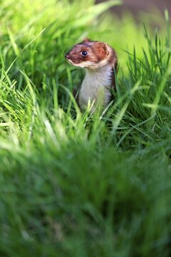 Ermine (Mustela erminea), adult, alert, Surrey, England, United Kingdom