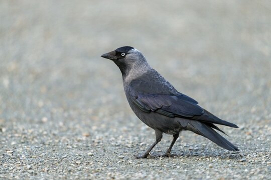Corvus monedula, jackdaw, birds, corvidae family of birds, passeri, corvids, songbirds, birds