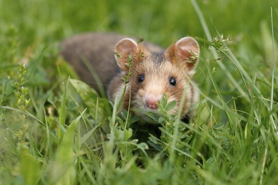 European hamster (Cricetus cricetus) in a meadow, wildlife, Austria