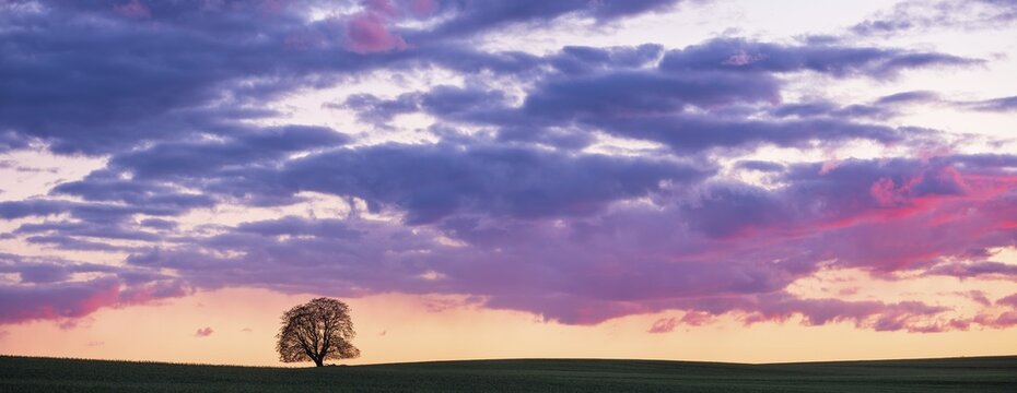 Panorama, solitary tree in field at sunset, horse chestnut, atmospheric sky with luminous clouds, Uckermark, Brandenburg, Germany