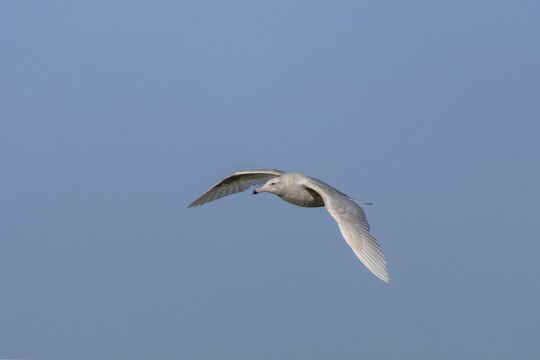 The two-year-old glaucous gull (Larus hyperboreus) is easily recognised by its two-coloured beak, which is an important identifying feature, vagrant, rarity, juvenile plumage, May, Denmark