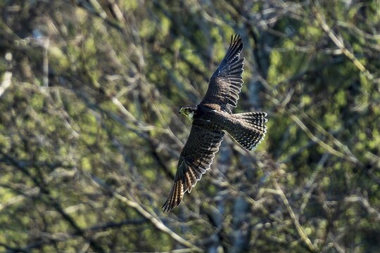 A falcon cutting through the branches in flight, Saker falcon, (Falco cherrug), Germany