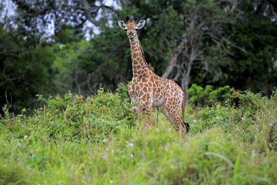 South African giraffe (Giraffa camelopardalis giraffa), offspring, Saint Lucia Estuary, iSimangaliso Wetland Park, KwaZulu-Natal, South Africa