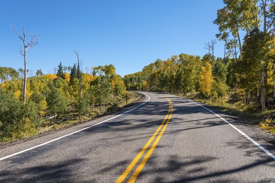 Highway 12 through autumnal aspen forest, Utah, Southwest, USA