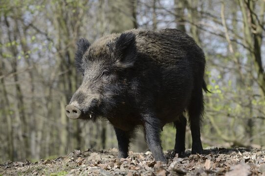 European wild boar (Sus scrofa scrofa), sow, North Rhine-Westphalia, Germany