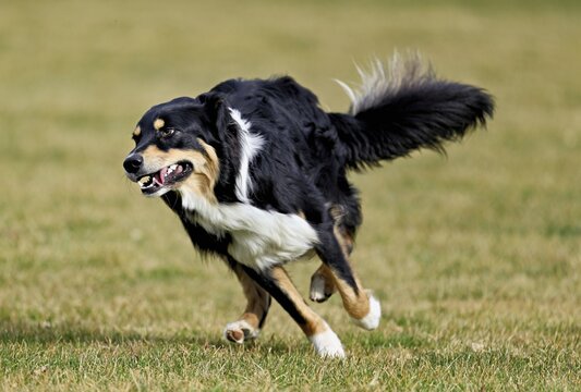Mixed breed dog between Border Collie and Australian Shepherd jumps across meadow, Switzerland