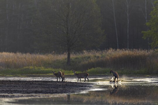 Two minutes ago I photographed a wolf (Canis lupus) hunting red deer (Cervus elaphus) at this exact spot and now I'm watching a deer calf jumping through the water full of joie de vivre and a wallowing red deer, fun, playing, pond landscape, October, Germany