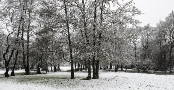 Black alder (Alnus glutinosa) in a snowy floodplain landscape, Emsland, Lower Saxony, Germany