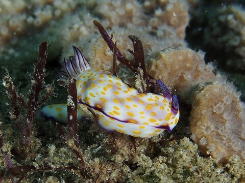Nudibranch with a yellow and purple pattern, magnificent star snail (Hypselodoris ghardaqana), on marine soil, dive site Sodwana Bay National Park, Maputaland Marine Reserve, KwaZulu Natal, South Africa